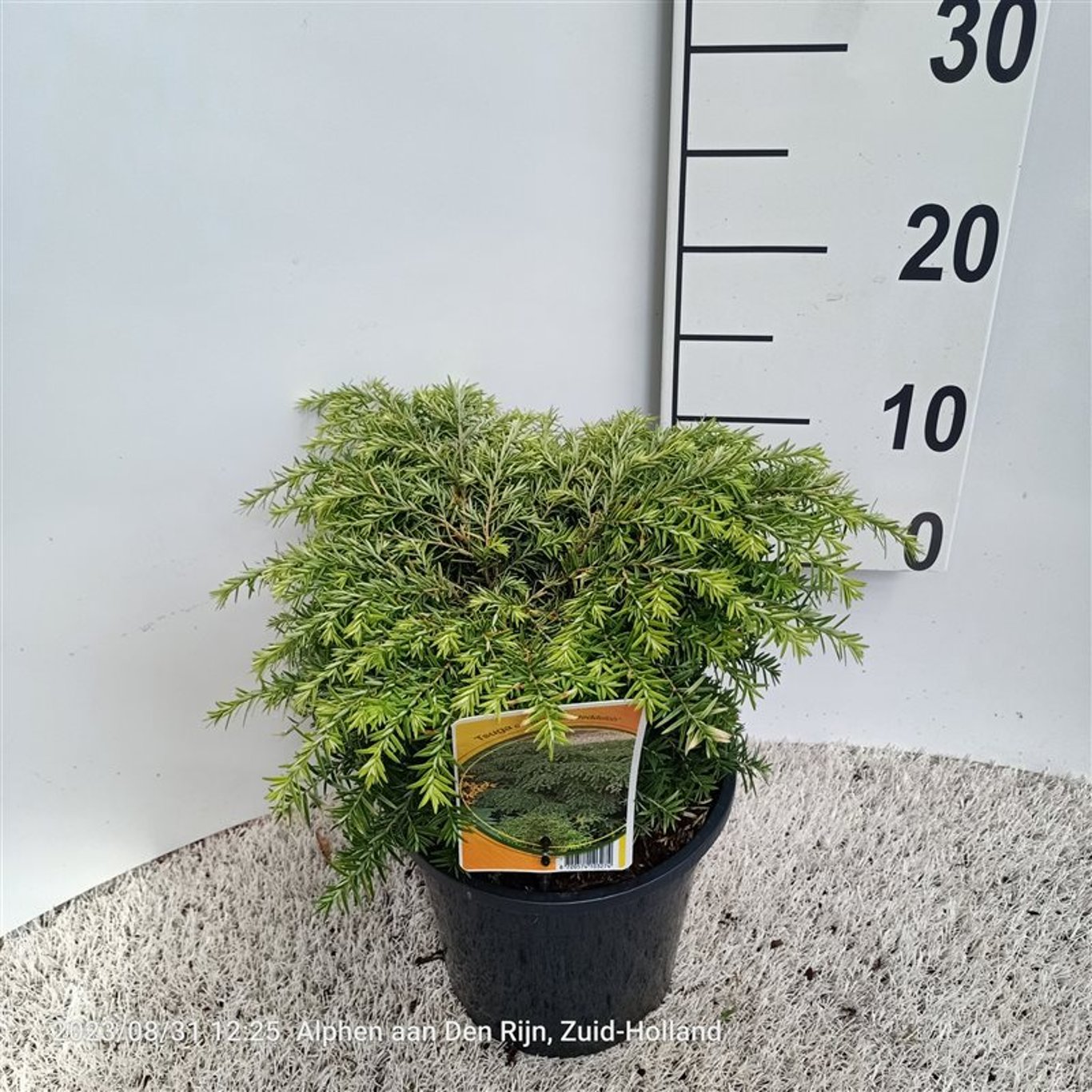 Hemlock – Tsuga canadensis 'Jeddeloh' - C3 25-30 CM